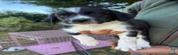 Sprollie dogs for sale: Springer x Collie in Lydney - Advert 10