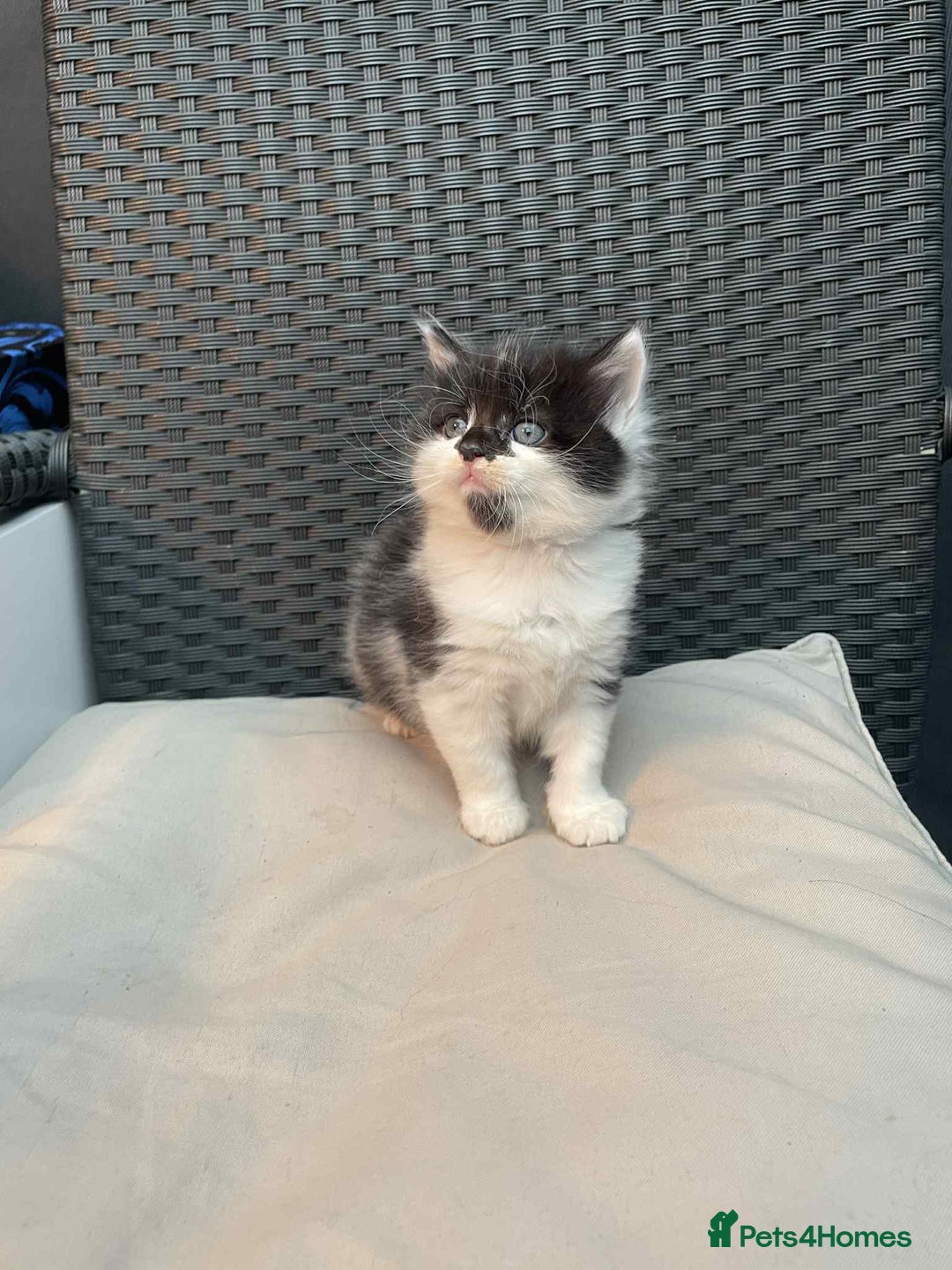 Mixed Breed cats for sale: Lovely boy for sale - Advert 5