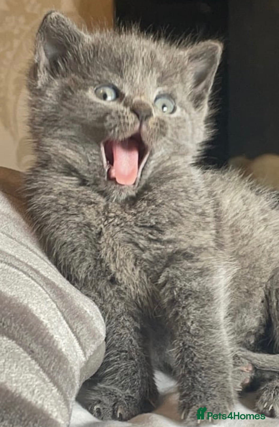 Russian Blue cats Blue Russian Kittens - Advert 1