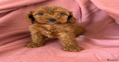 Cockapoo dogs - Advert 2