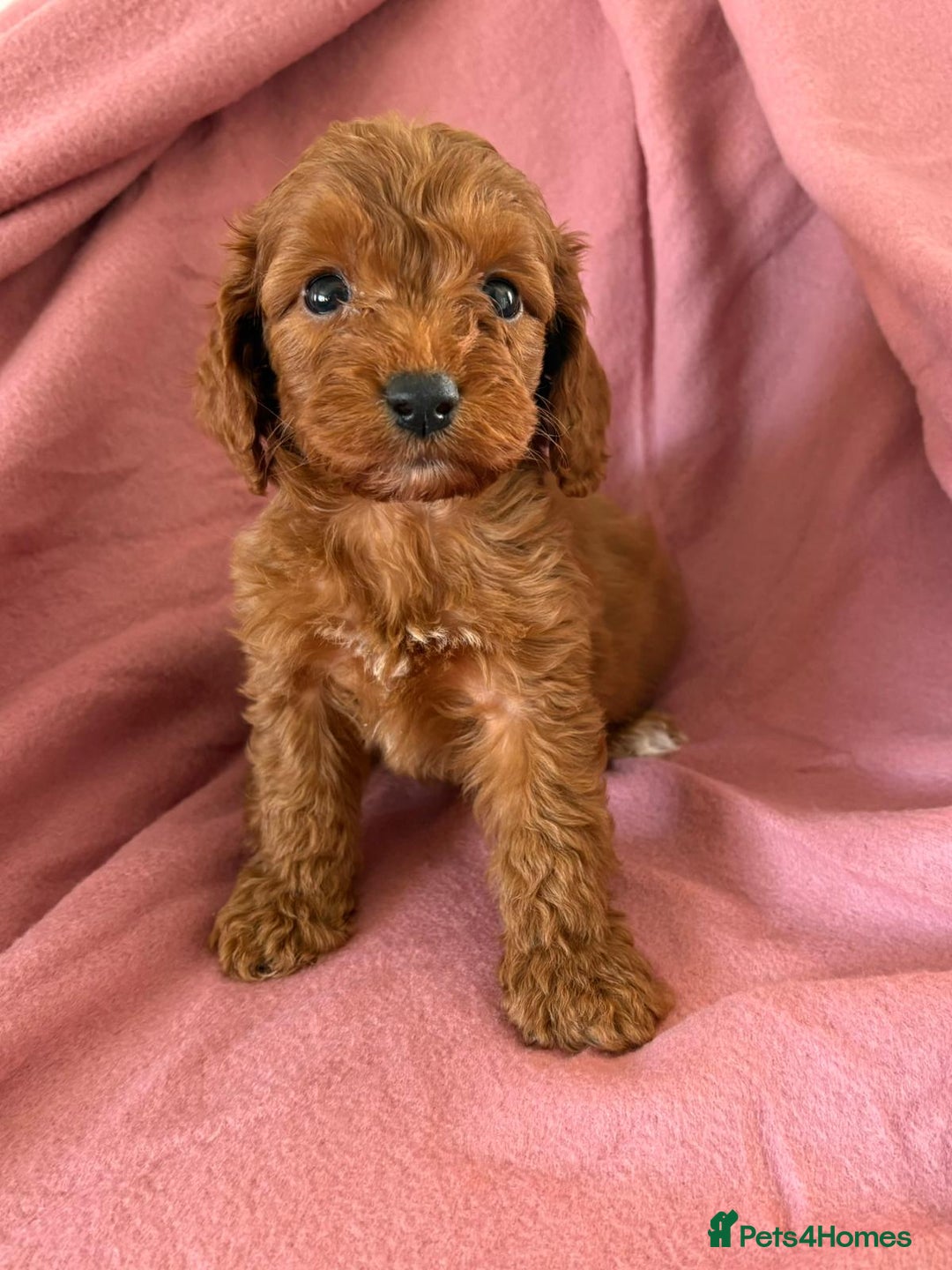 Cockapoo dogs for sale: Beautiful fox red cockapoo - Image 2