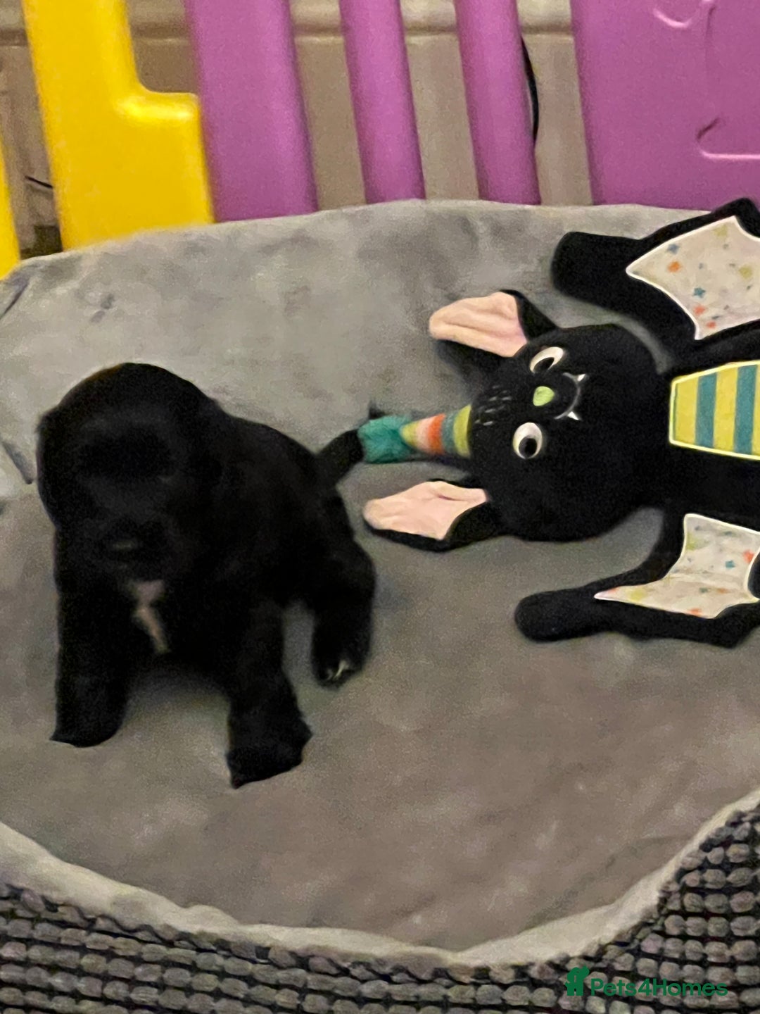 Cocker Spaniel dogs for sale: Adorable cocker spaniel Bitch - Advert 6