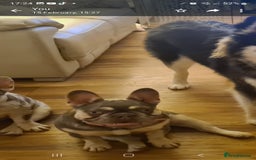 French Bulldog dogs for sale: French Bulldog Bitch KC Registered - 2 years old - Image 11