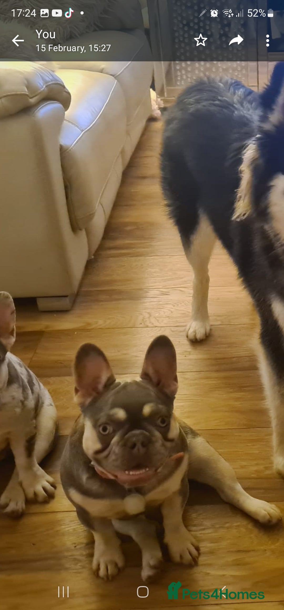 French Bulldog dogs for sale: French Bulldog Bitch KC Registered - 2 years old - Image 11