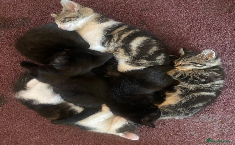 Mixed Breed cats - Advert 1