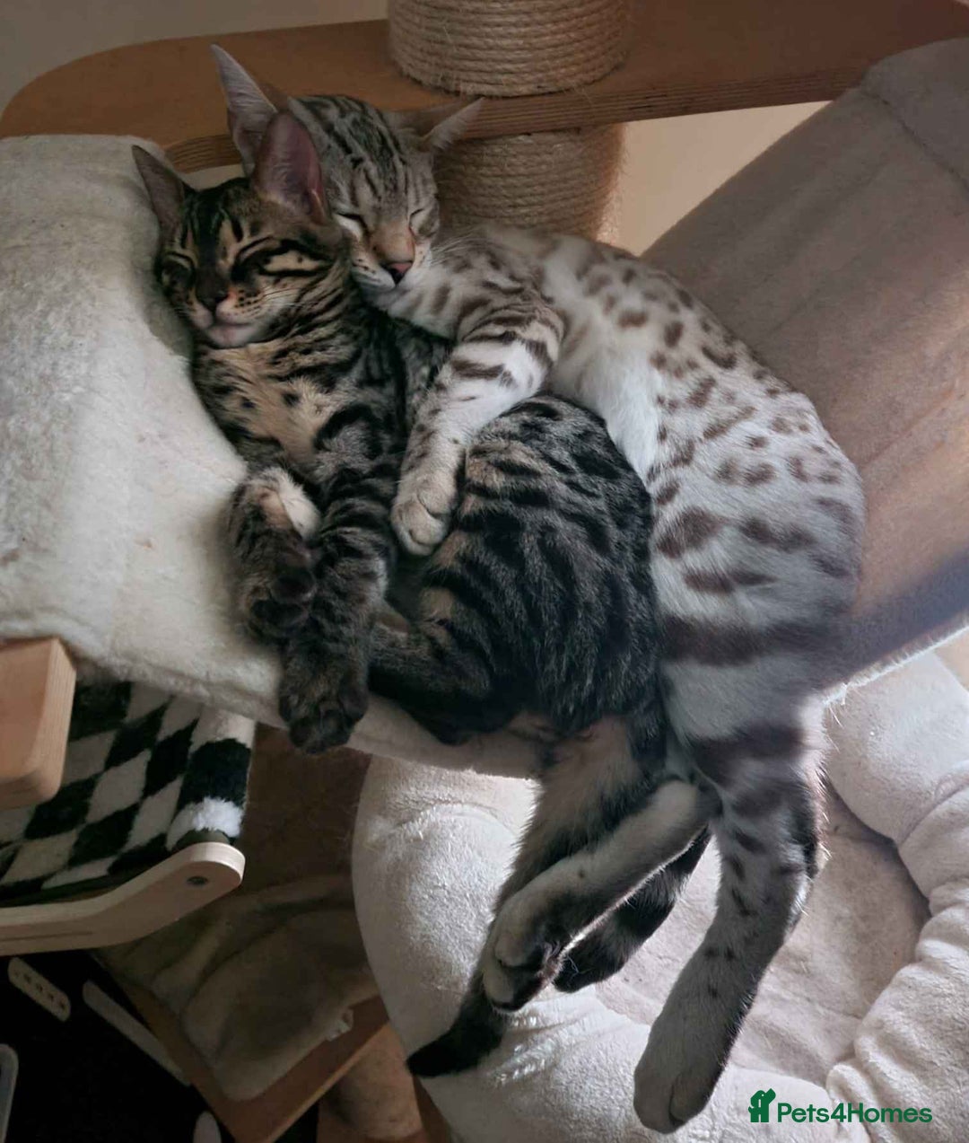 Bengal cats for sale: M+F, 1y Bengals to be homed together or separately - Image 1