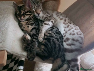 Bengal cats for sale - Advert 1