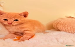 Mixed Breed cats for sale: 5 floofy kittens ready to find their forever homes - Image 7
