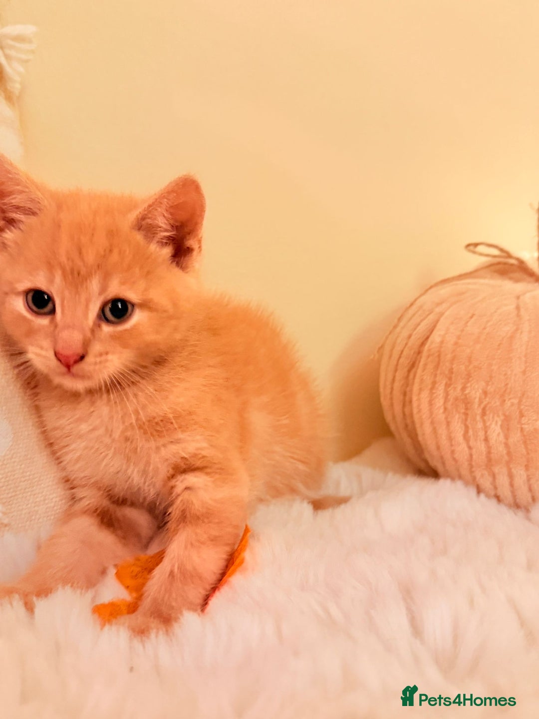 Mixed Breed cats for sale: 5 floofy kittens ready to find their forever homes - Image 7
