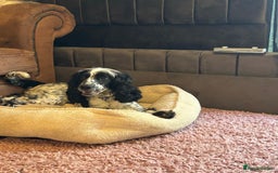 Cocker Spaniel dogs for sale: Lottie - 3 year old cocker - Image 1