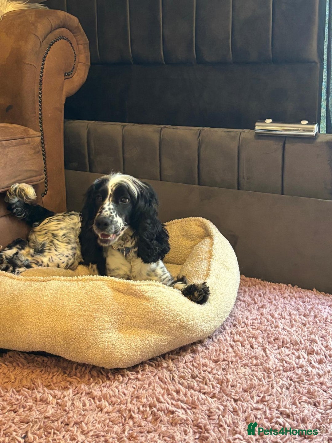 Cocker Spaniel dogs for sale: Lottie - 3 year old cocker - Image 1