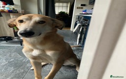 Mixed Breed dogs for sale: Merlin - Image 1