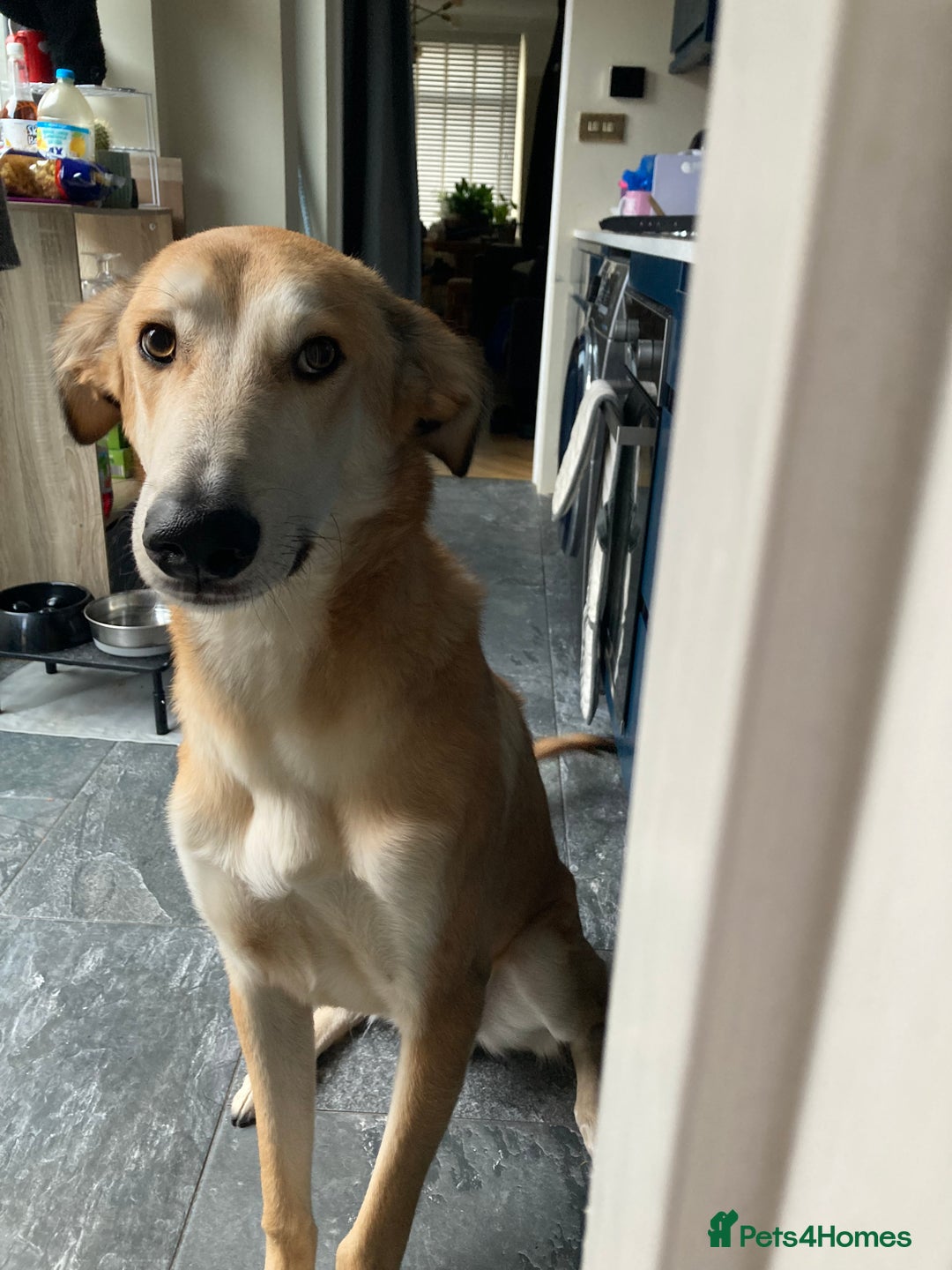 Mixed Breed dogs for sale: Merlin - Image 1