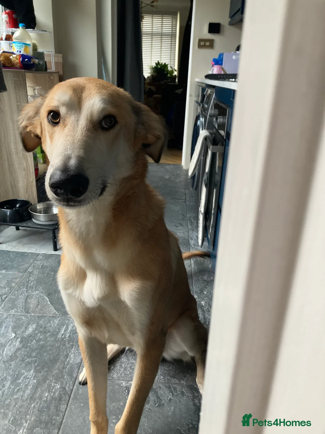 Mixed Breed dogs for sale: Merlin - Advert 1