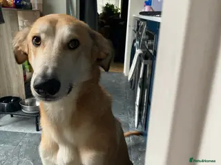 Mixed Breed dogs Merlin - Advert 16