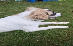 Saint Bernard dogs for sale: Puppy for rehoming - Image 5