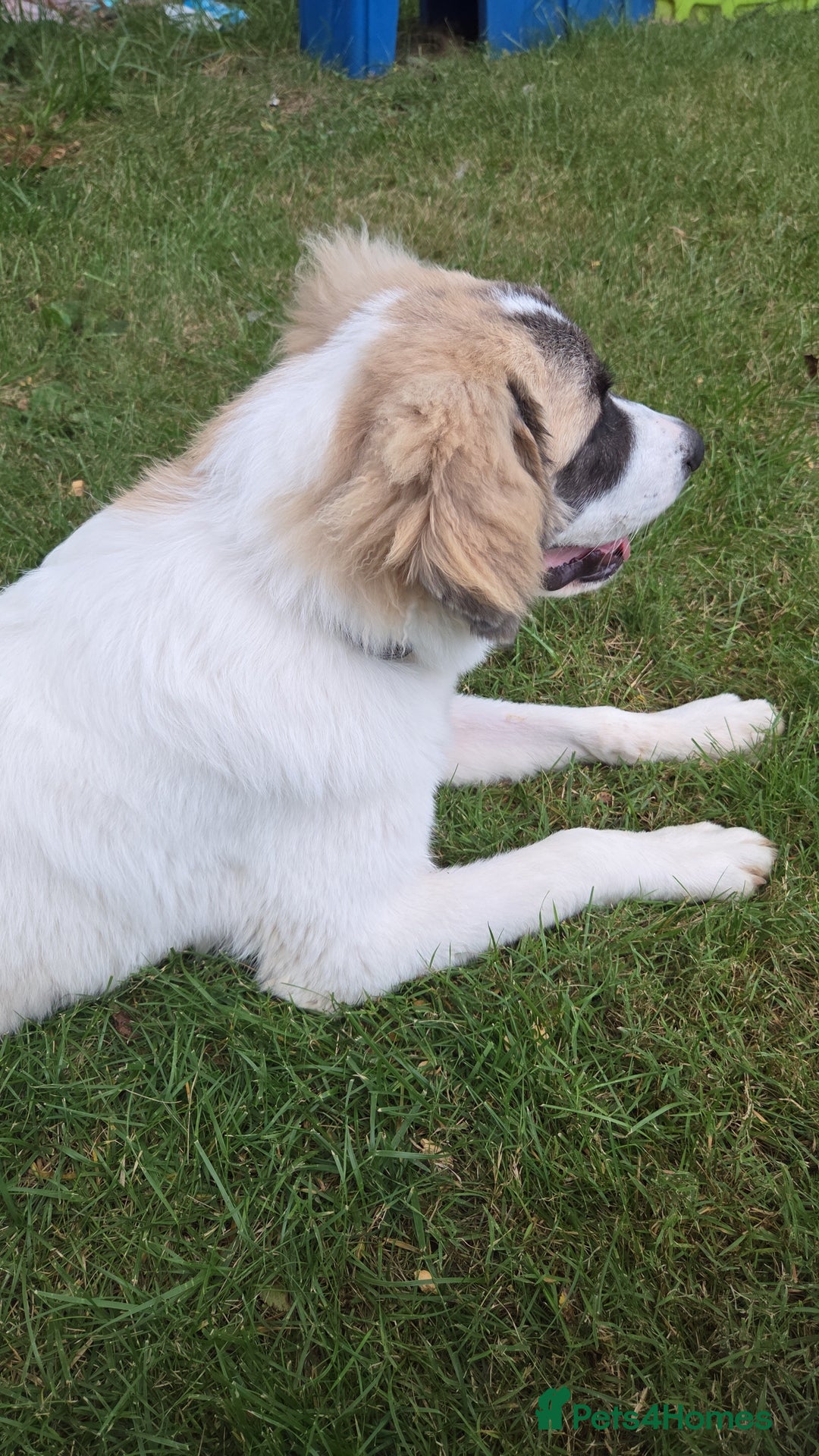Saint Bernard dogs for sale: Puppy for rehoming - Image 5
