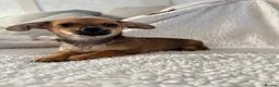 Chiweenie dogs for sale: Beautiful chiweenies ready for loving homes.   - Advert 4