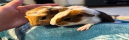 Guinea Pig rodents for sale: Gorgeous Guinea pigs pair of brothers - Advert 2