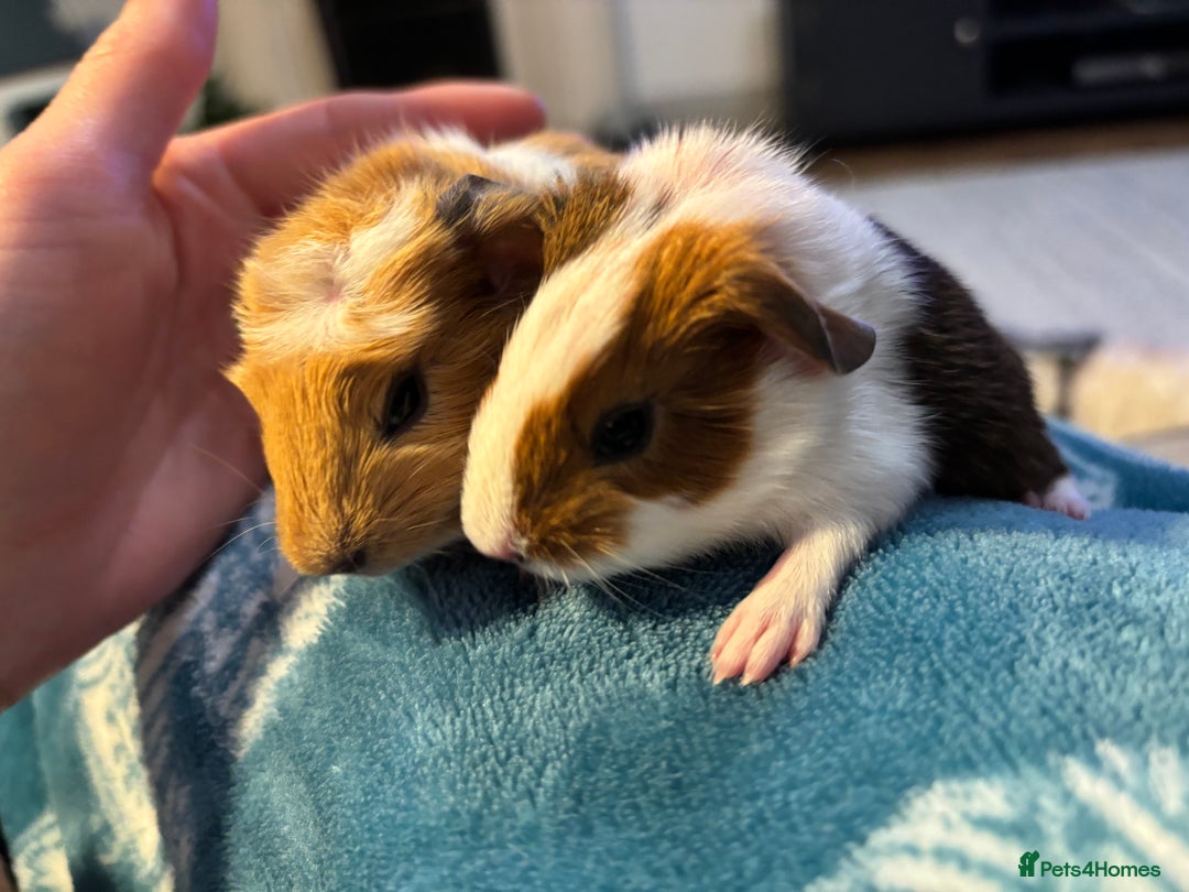 Guinea Pig rodents for sale: Gorgeous Guinea pigs pair of brothers - Advert 2