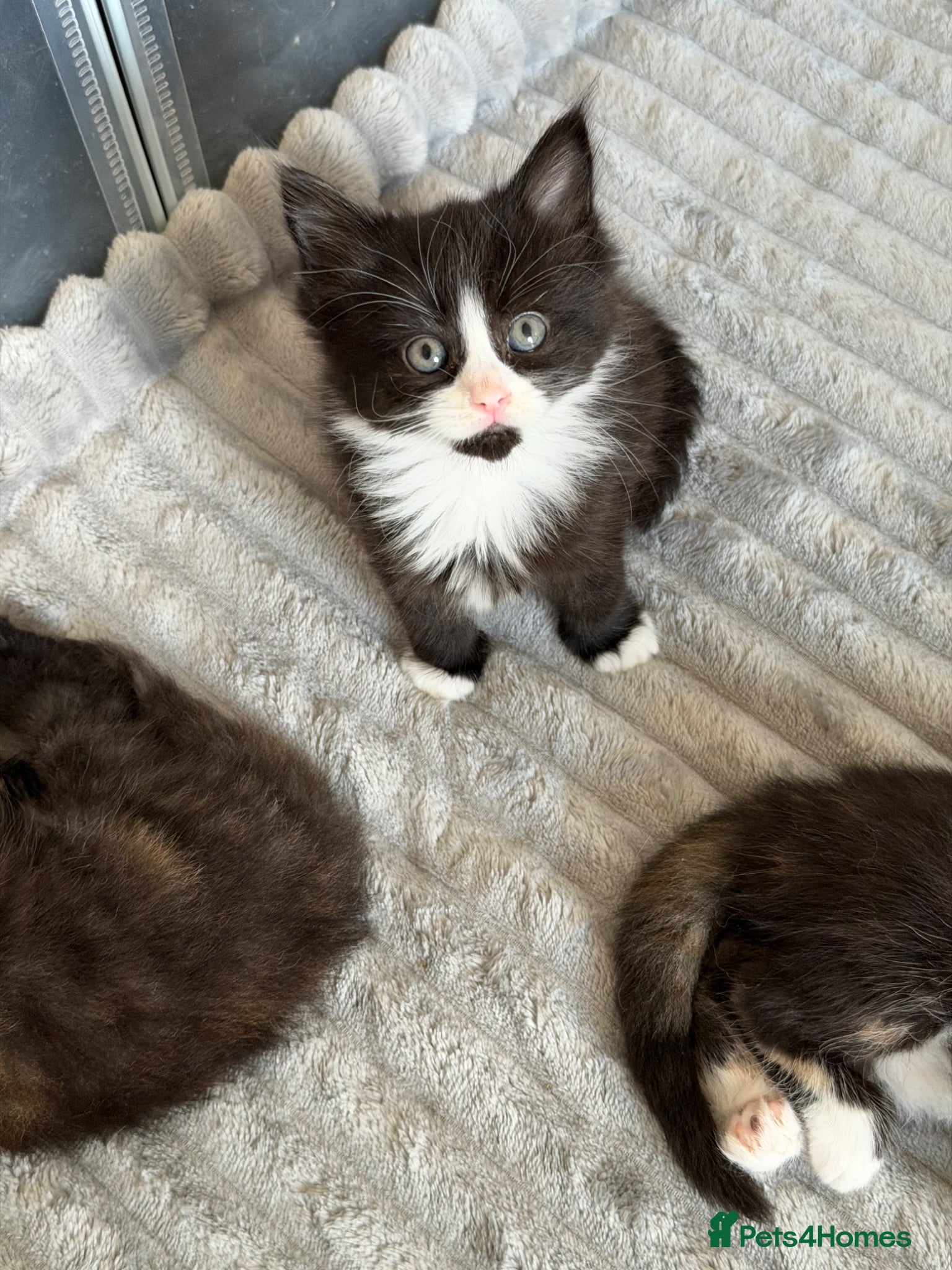 Mixed Breed cats for sale: Stunning Fluffy Kittens-Tortie & tuxedo 🐾 - Advert 3