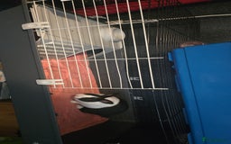 Mini Lion Lop rabbits for sale: Male mini lion lop - Image 5