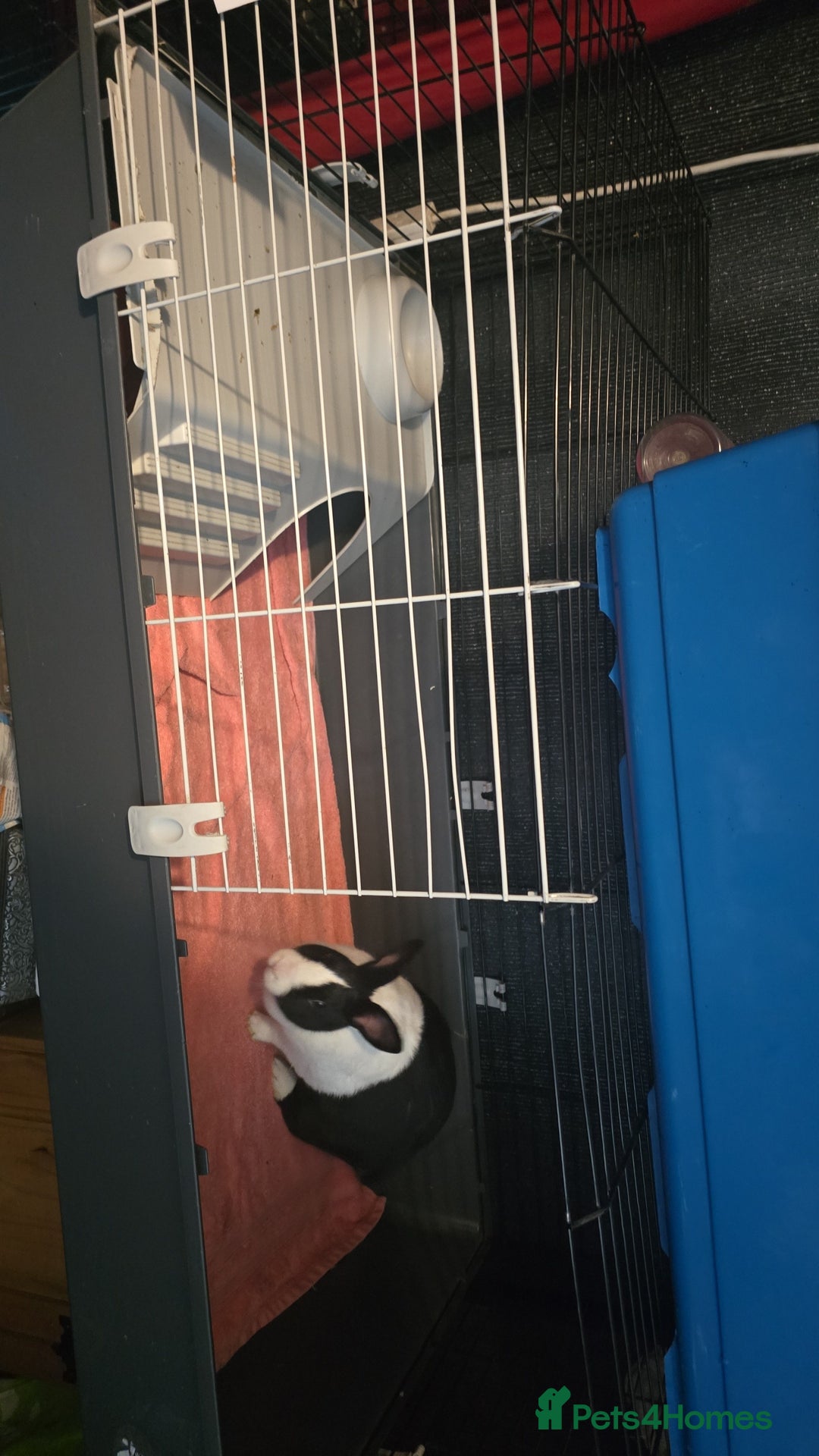 Mini Lion Lop rabbits for sale: Male mini lion lop - Image 5