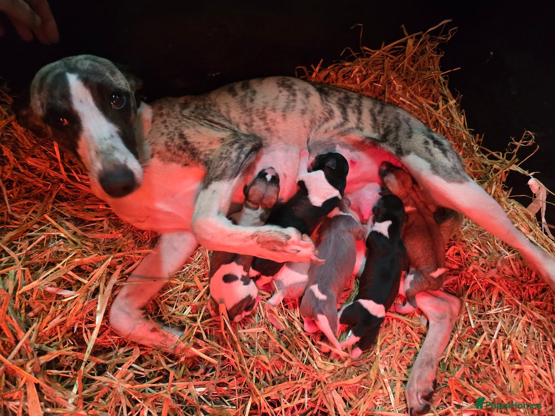 Whippet dogs for sale: Kc reg whippet litter - Image 10