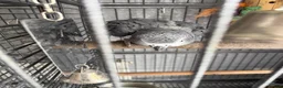 Parrots birds for sale: African grey in Bedlington - Advert 3