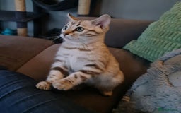 Bengal cats for sale: Show Quality Silver Snow Bengal Boy - Image 1