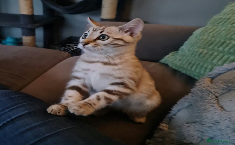 Bengal cats - Advert 2