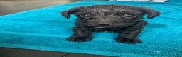 Mixed Breed dogs for sale: Mixed terrier puppies  - Advert 6