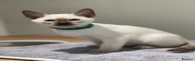 Siamese 1