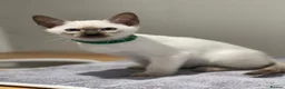 Siamese cats for sale: GCCF Registered Traditional Siamese Kittens.  - Advert 5