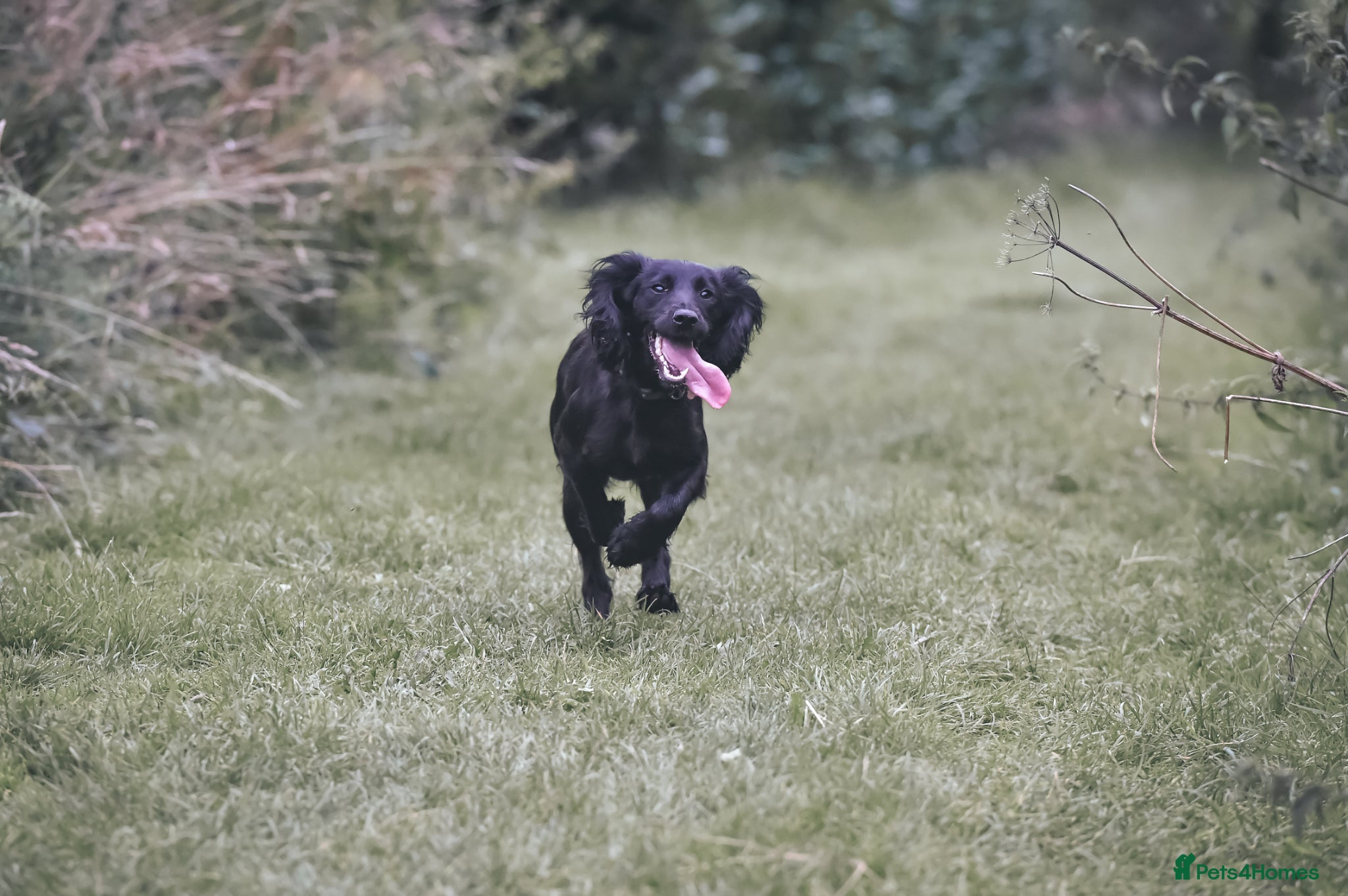 Cocker Spaniel dogs Beautiful Working Cocker Spaniel Puppies - Advert 1