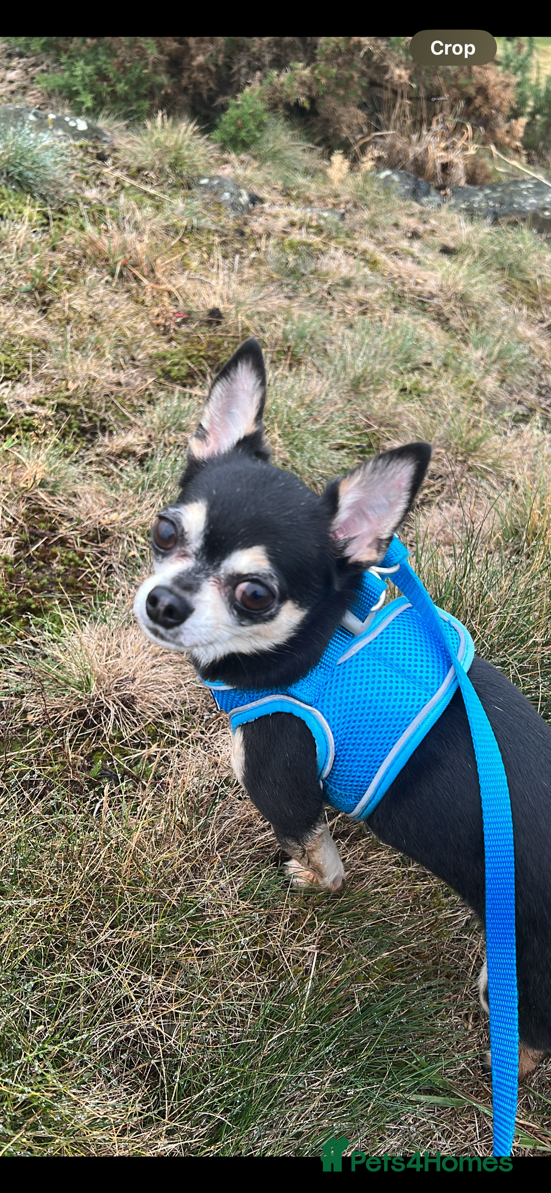 Chihuahua dogs for sale: Tri Colour Chihuahua Girl Seeking a Loving Home. - Advert 3