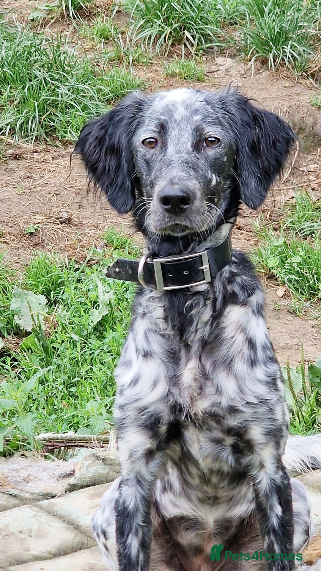 English Setter dogs for adoption: Dharma - Image 8