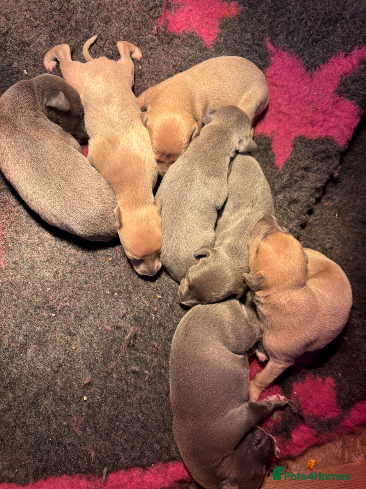 Whippet dogs Kc Reg Blue fawn & blue whippet pups  - Advert 7