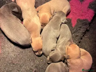 Whippet dogs Kc Reg Blue fawn & blue whippet pups - Advert 7