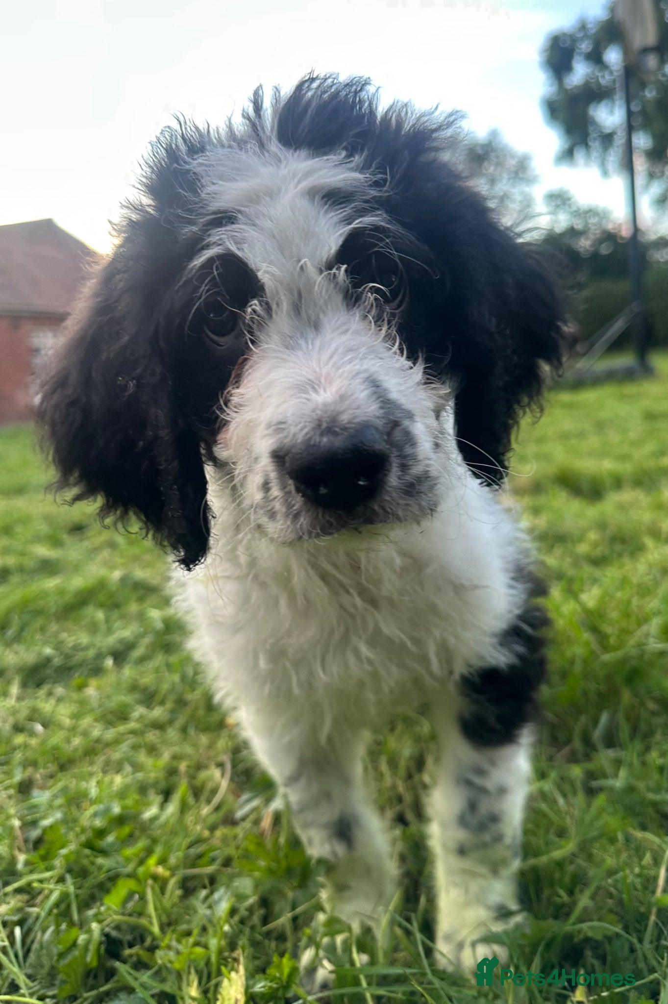 Mixed Breed dogs Stunning St Berdoodle Puppies 🐾 - Advert 2