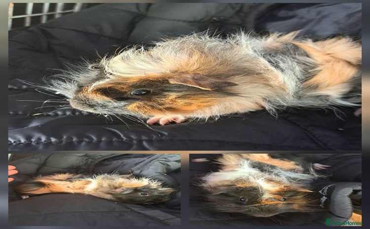 Guinea Pig rodents - Advert 10