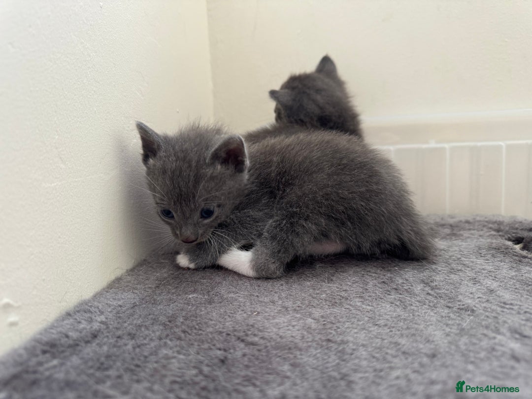 Mixed Breed cats for sale: Regular kittens - Image 4