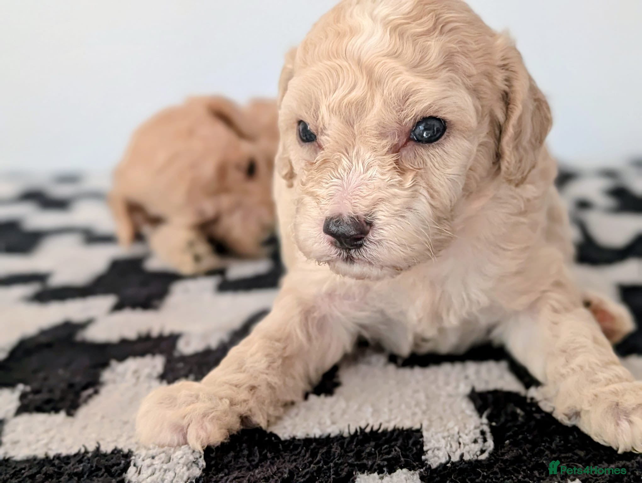 Cavapoochon dogs PRA Clear genetically DNA Tested Cavapoochons - Advert 2
