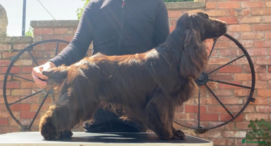 Cocker Spaniel dogs for stud: TRUE TO TYPE- Solid Chocolate Show Cocker Stud in Holywell - Advert 2