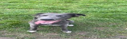 Mixed Breed dogs for sale: Stunning Lurcher boy  - Advert 1