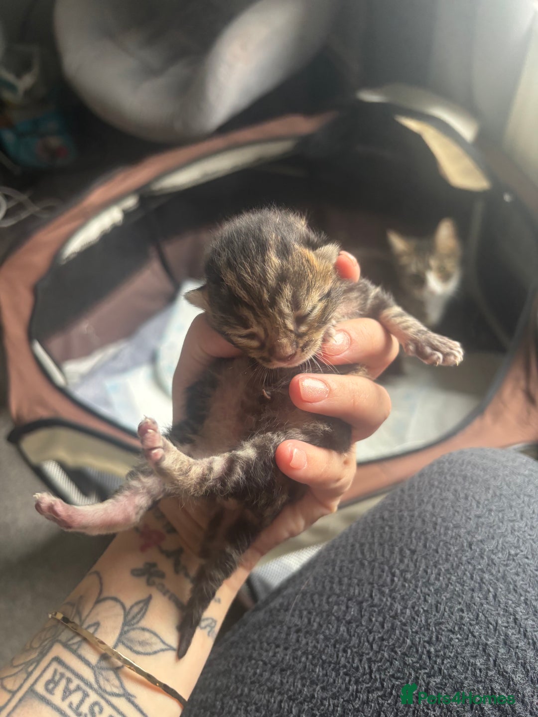 Mixed Breed cats for sale: Beautiful tabby kittens - Image 3