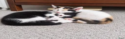Mixed Breed cats for sale: Kittens looking for loving homes! in Leicester - Advert 6