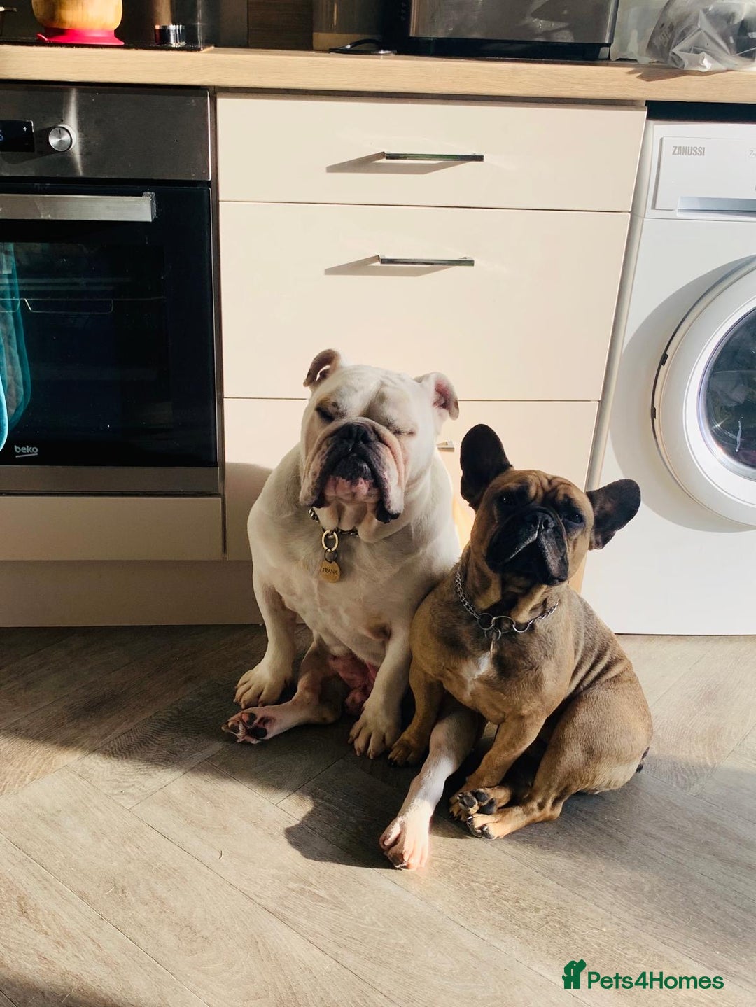 English Bulldog dogs for sale: English Bulldog looking for new home in Leamington Spa - Image 5