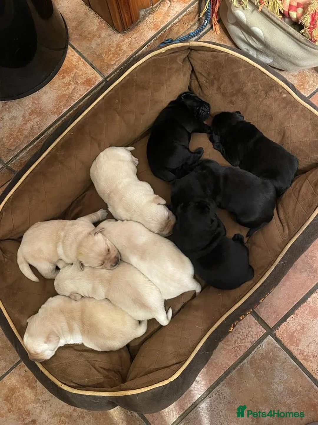 Labrador Retriever dogs for stud: Stunning Labrador, Champion Lines, Discounted Fee in Huddersfield - Advert 29