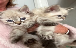 Ragdoll cats for sale: Ragdoll blue lynx ready now  - Image 15